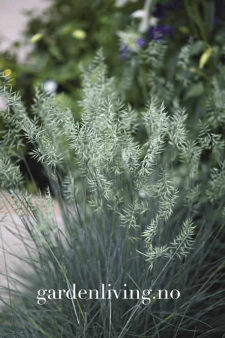 Hovedbilde Blåsvingel - Festuca glauca