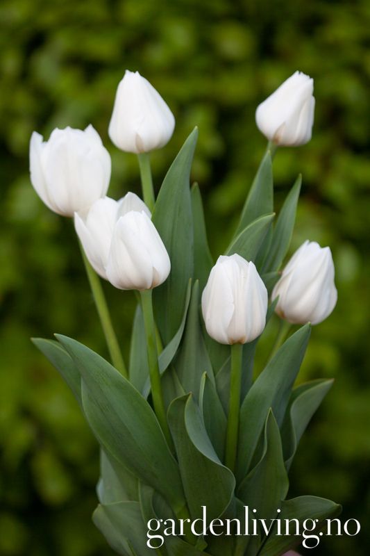 Tulipan 'Royal Virgin’, triumphtulipan - 10 stk
