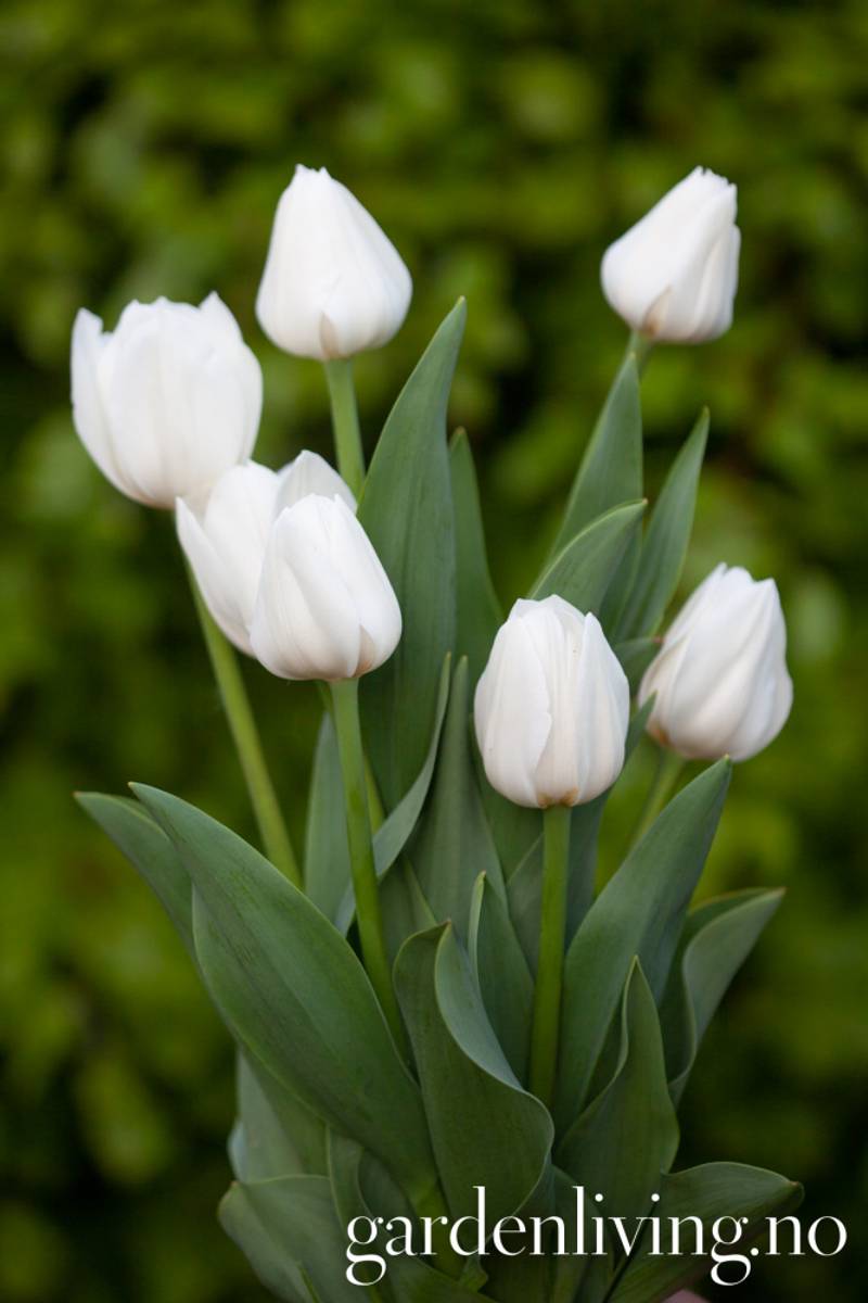 Tulipan 'Royal Virgin’, triumphtulipan - 10 stk