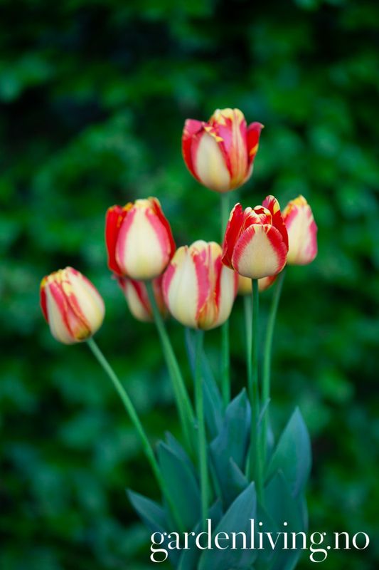 Tulipan 'Banja Luka', darwinhybrid - 10 stk