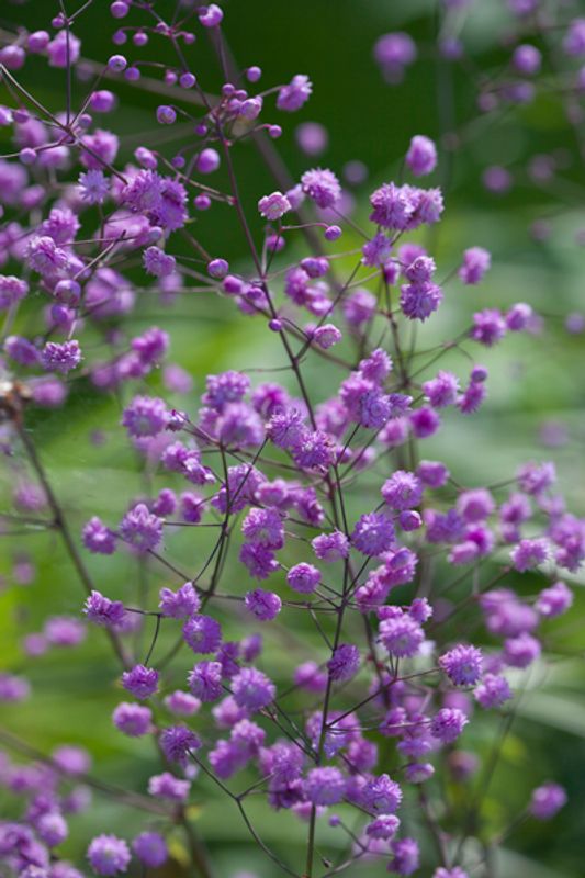 Vingefrøstjerne 'Hewitt's Double' - Thalictrum delavayi