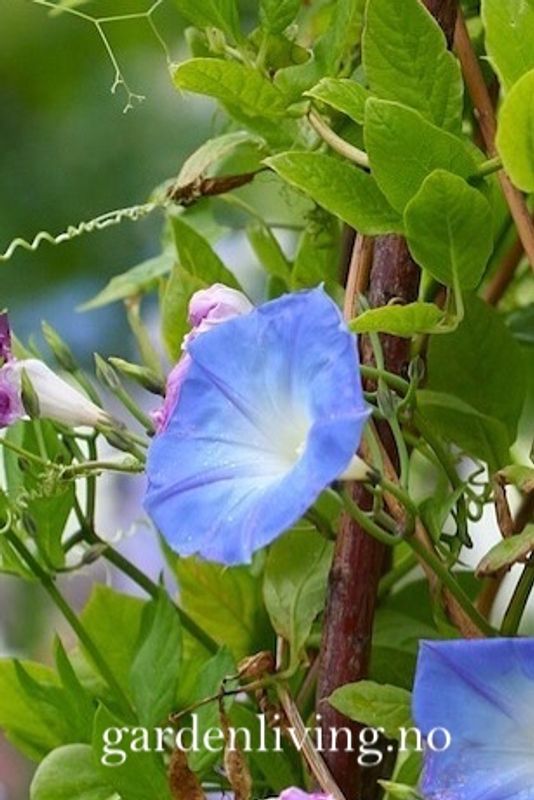Praktvindel 'Heavenly Blue’ - Ipomoea tricolor