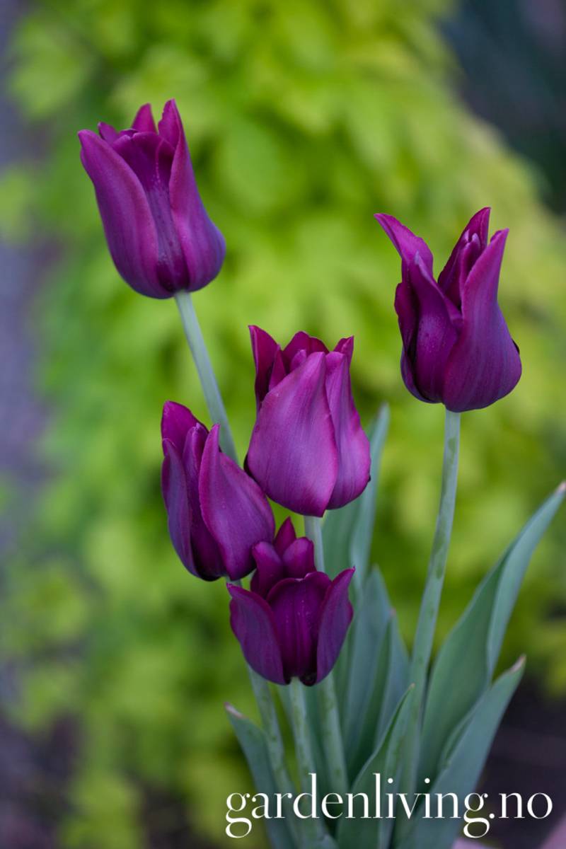 Tulipan 'Merlot', Liljeblomstrende - 7 stk