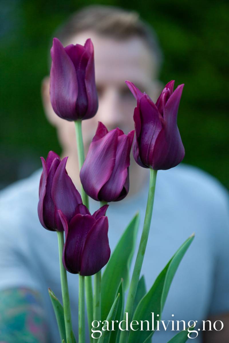 Tulipan 'Merlot', Liljeblomstrende - 7 stk