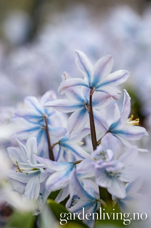 Persiablåstjerne - Scilla mischtscenkoana - 5 stk