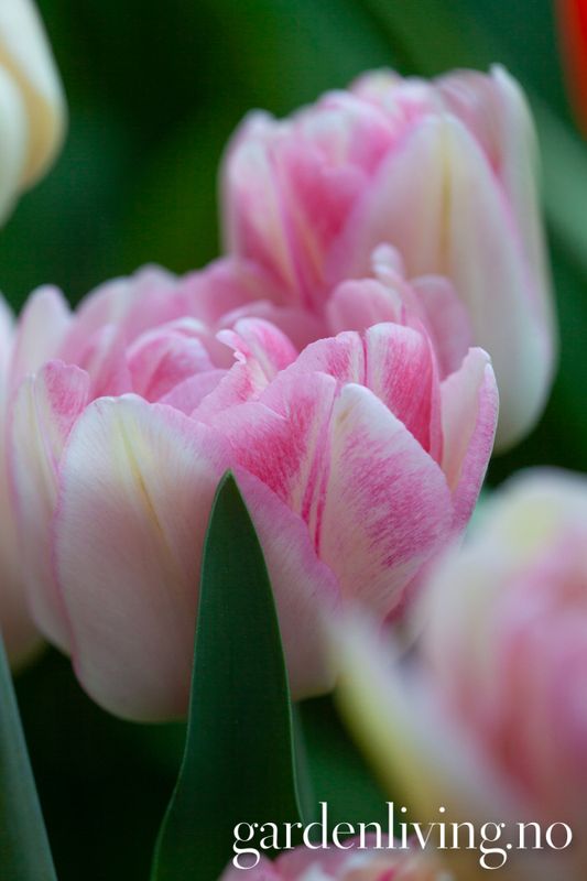 Tulipan 'Foxtrot', sen dobbel - 8 stk