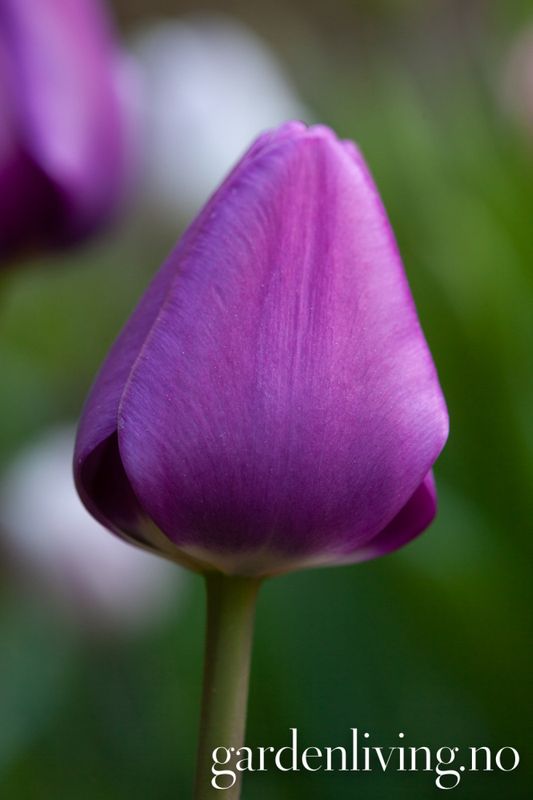 Tulipan 'Negrita', triumphtulipan - 7 stk