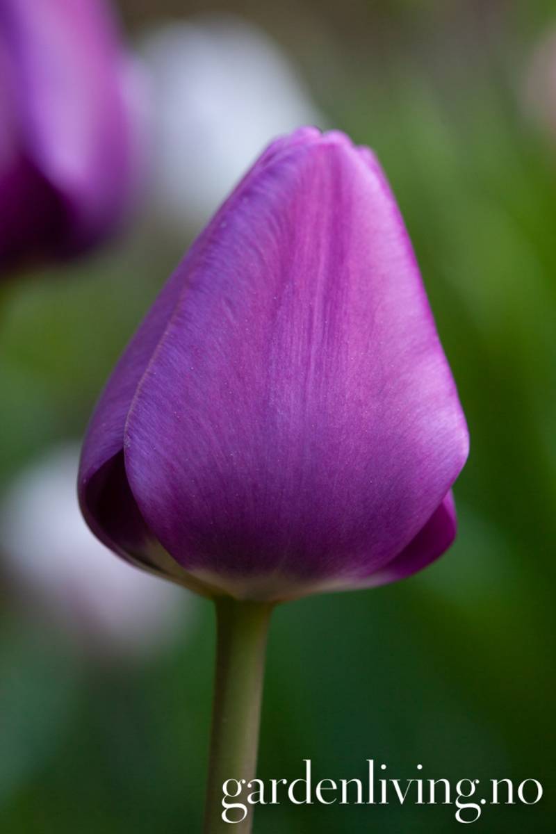 Tulipan 'Negrita', triumphtulipan - 10 stk