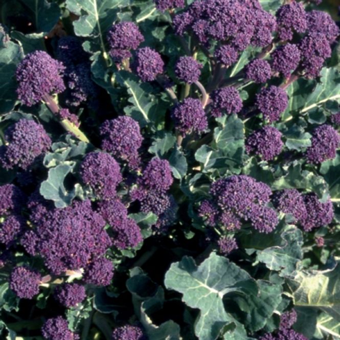 Hovedbilde Brokali 'Early Purple Sprouting Red' - Brassica oleracea