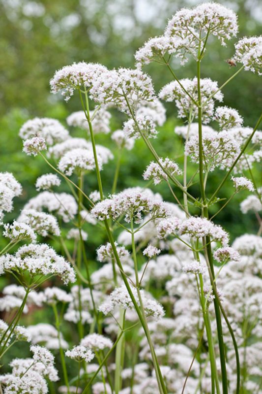 Legevendelrot - Valeriana officinalis