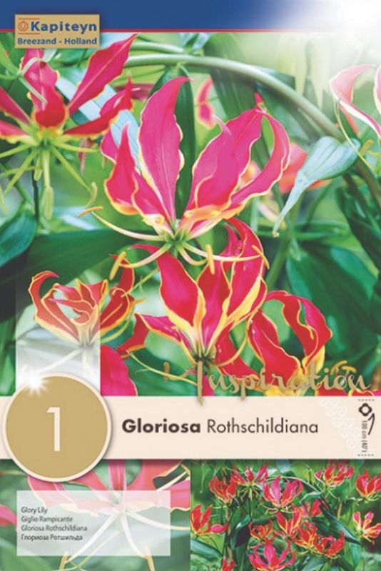 Klatrelilje 'Rothchildiana' - Gloriosa superba, 1 stk.