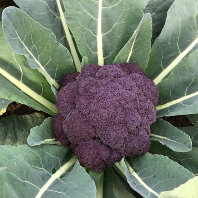 Hovedbilde Brokkoli 'Purple Rain' F1 - Brassica oleracea, småhodet