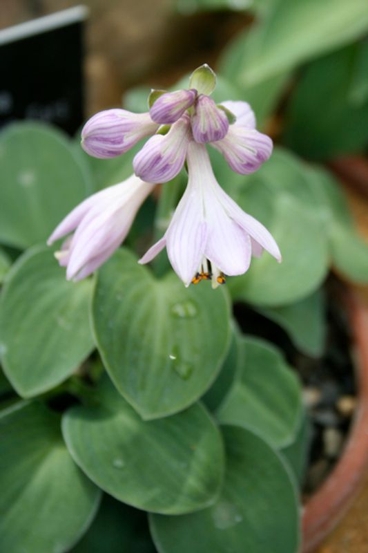 Hosta 'Blue Mouse Ears