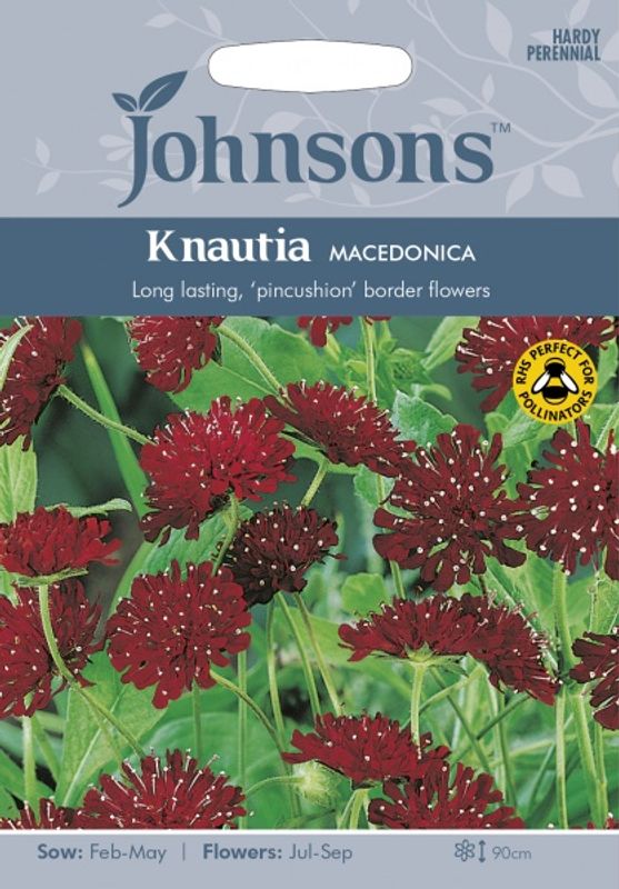 Makedoniarødknapp  - Knautia macedonia