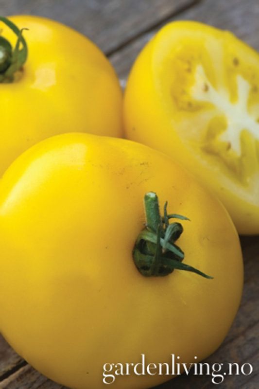 Drivhustomat 'Lemonita Hybrid' - Lycopersicon
