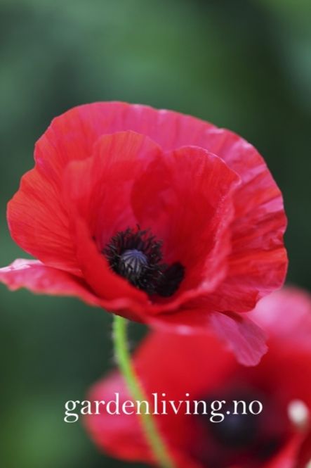 Hovedbilde Kornvalmue - Papaver rhoeas