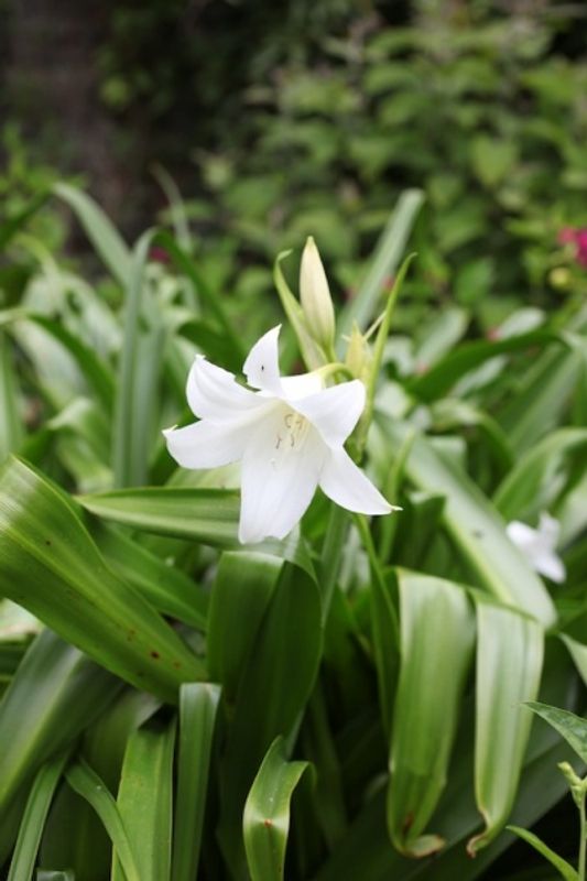 Hakelilje - Crinum x powelii 'Album', 1 stk