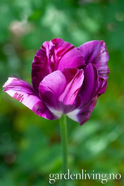 Hovedbilde Historisk tulipan 'Aesculapius - Tulipa - 1 stk