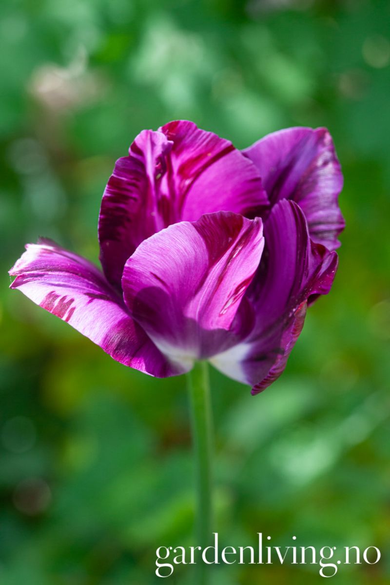 Historisk tulipan 'Aesculapius - Tulipa - 1 stk