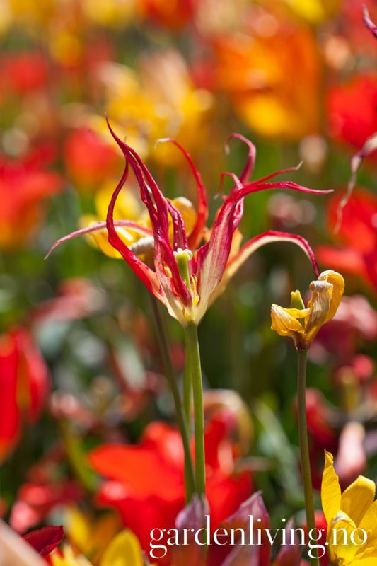 Tulipa acuminata - 1 stk 