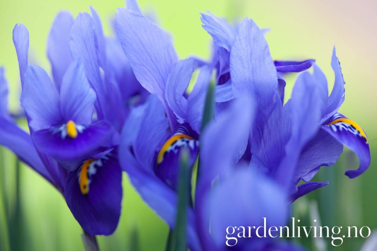 Våriris 'Harmony' - Iris reticulata - 15 stk