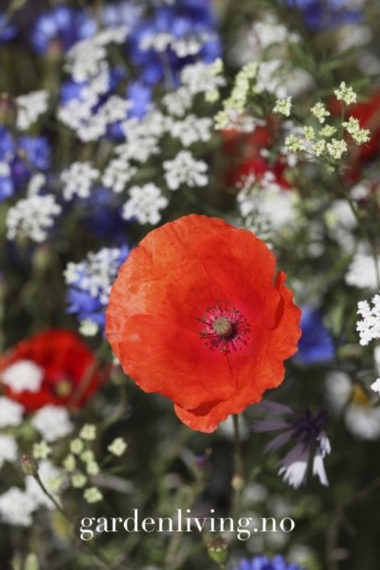 Kornvalmue - Papaver rhoeas