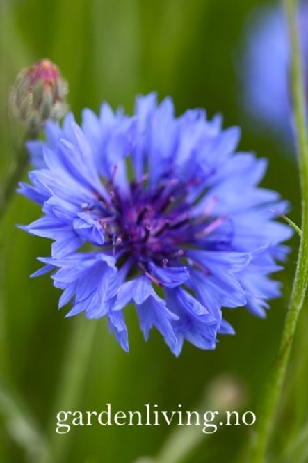 Hovedbilde Kornblomst - Centaurea cyanus, Organic