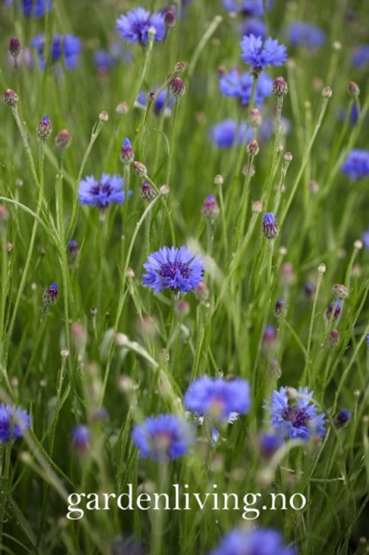 Kornblomst - Centaurea cyanus, Organic