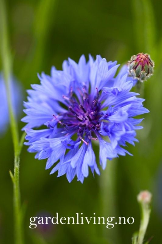 Kornblomst - Centaurea cyanus, Organic