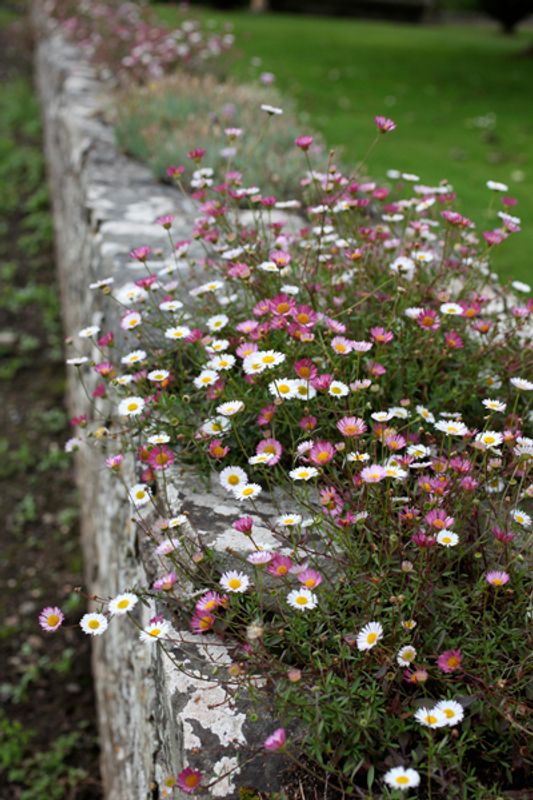 Sommerbakkestjerne 'Profusion' - Erigeron karvinskianus 
