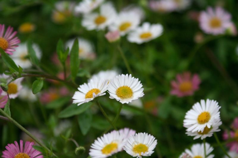 Sommerbakkestjerne 'Profusion' - Erigeron karvinskianus 