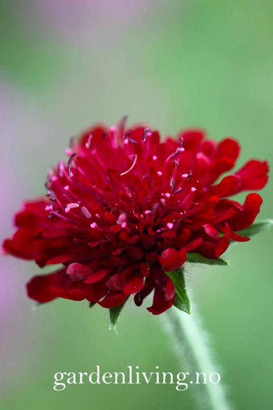 Makedoniarødknapp  - Knautia macedonia