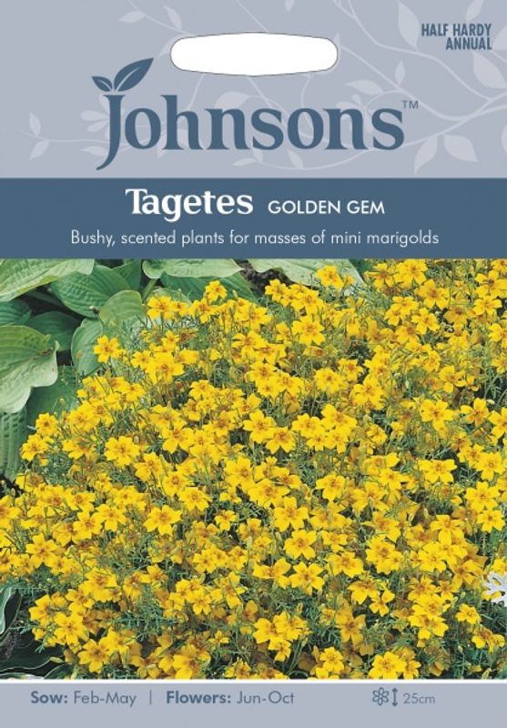 Fløyelsblomst 'Golden Gem’, signet - Tagetes tenuifolia