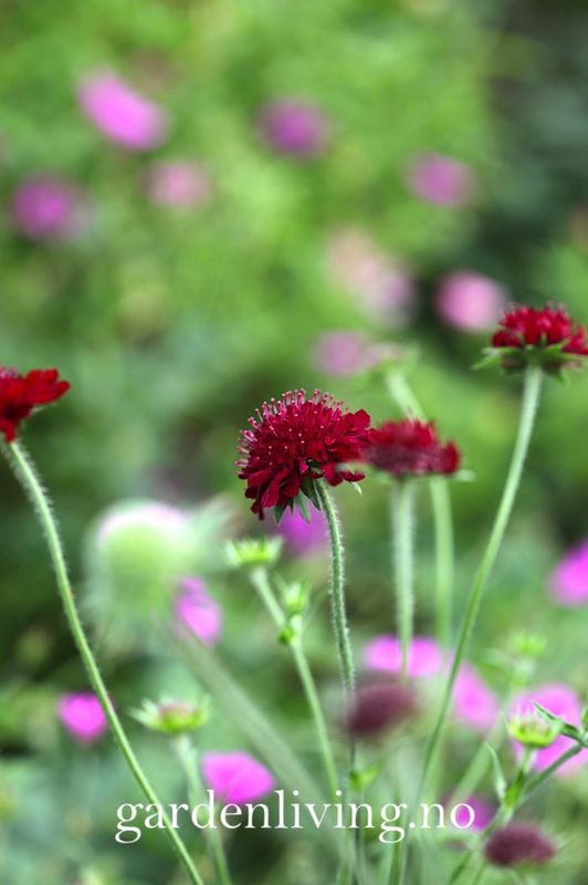 Makedoniarødknapp 'Red Knight' - Knautia macedonica 