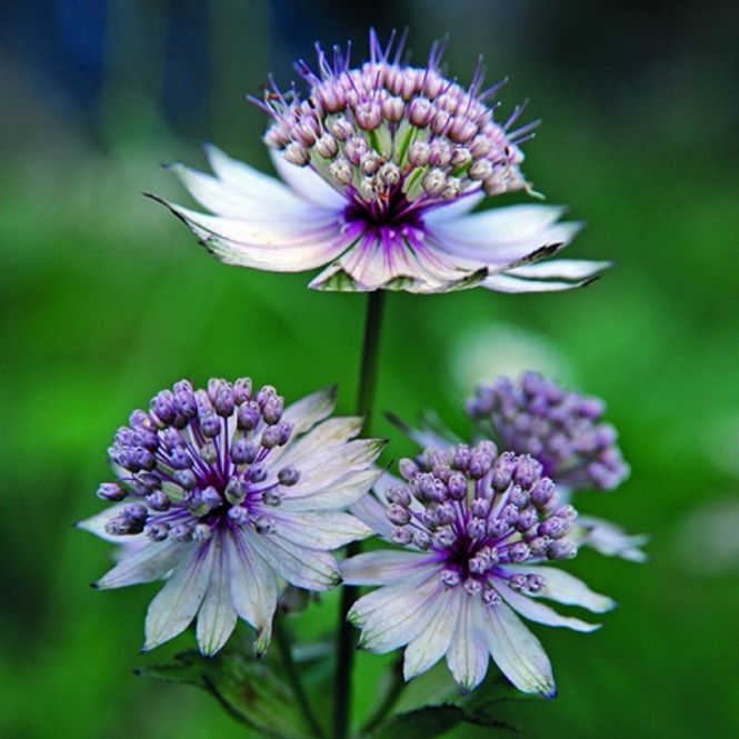 Hovedbilde Stjerneskjerm  - Astrantia major  