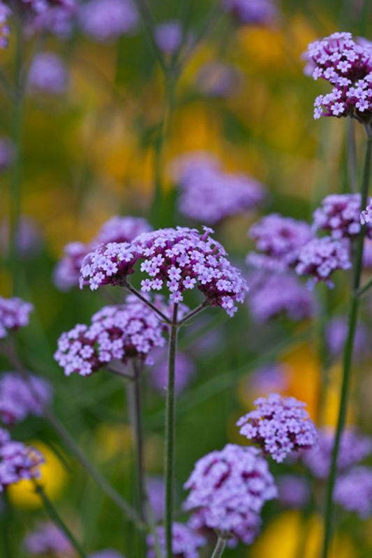Kjempeverbena - Verbena bonariensis