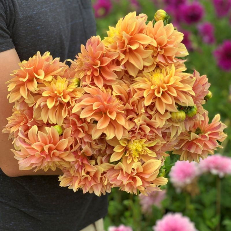 Georgine 'Tyrell - Dahlia x cultorum, 1 stk.
