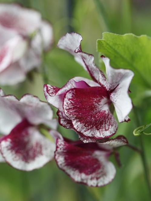 Hovedbilde Blomsterert 'Wiltshire Ripple' - Lathyrus odorata