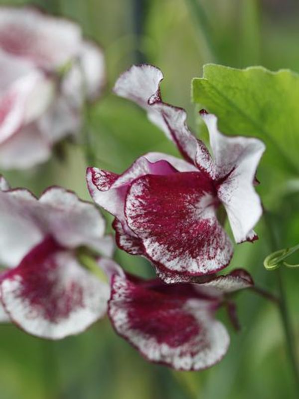 Blomsterert 'Wiltshire Ripple' - Lathyrus odorata