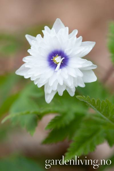 Hovedbilde Hvitveis 'Blue Eyes' - Anemone nemorosa - 1 stk