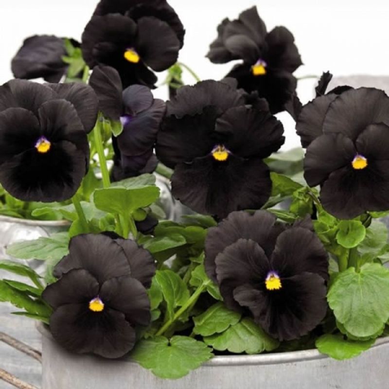 Stemorsblomst 'Atlas Black' - Viola x wittrockiana