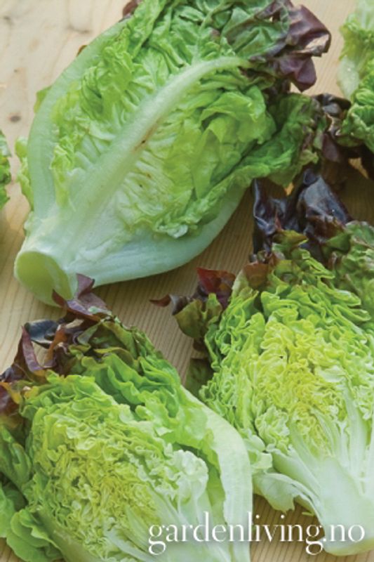 Romanosalat 'Little Gem Amaze' - Lactuca