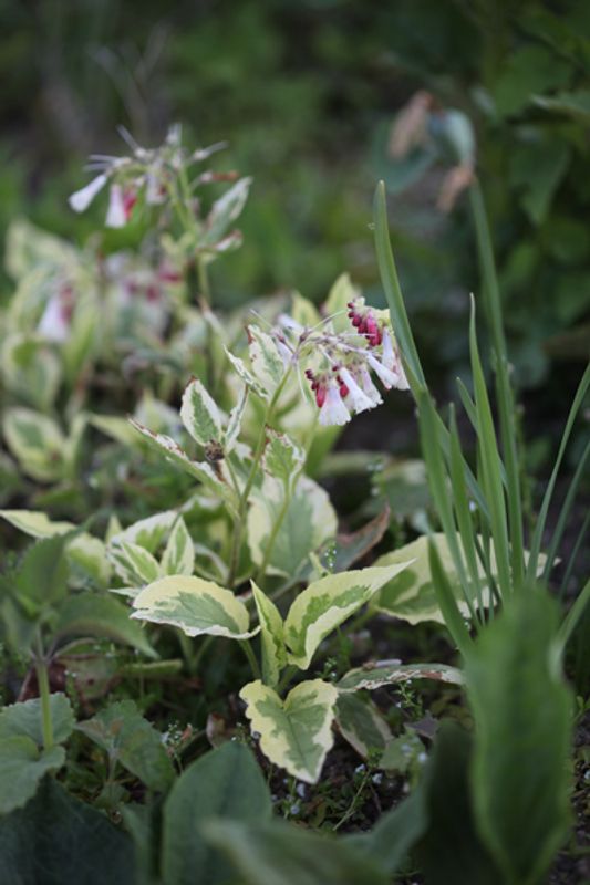 Valurt ’Goldsmith’ - Symphytum grandiflorum