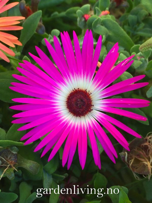 Middagsblomst 'African Dream' - Mesembryanthemum