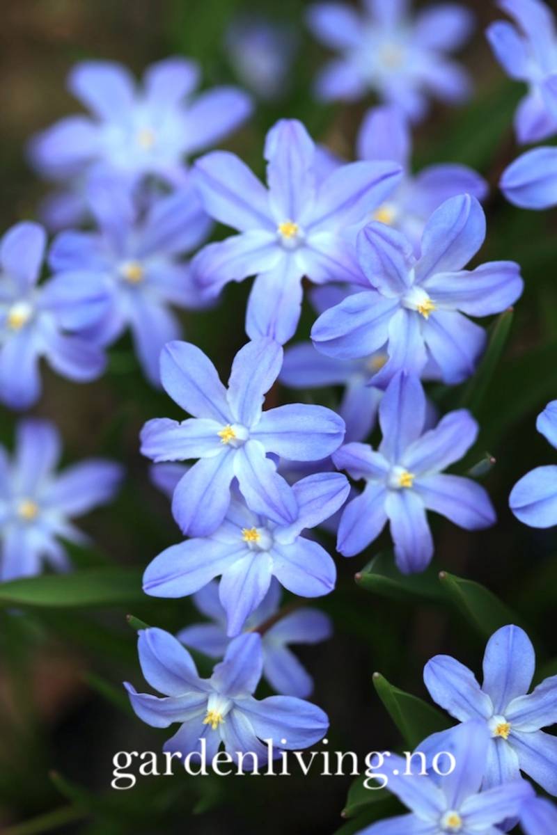Minnesnøstjerne - Chionodoxa luciliae - 20 stk