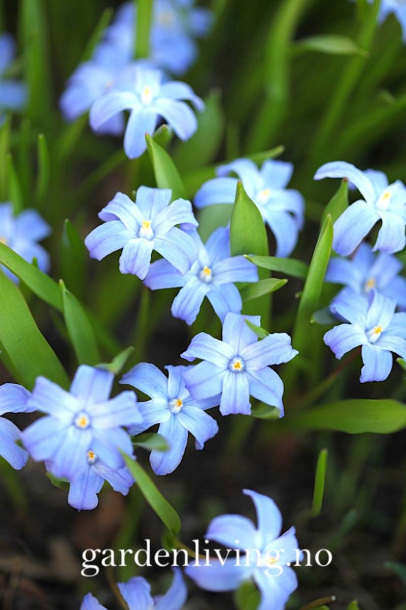 Minnesnøstjerne - Chionodoxa luciliae - 20 stk