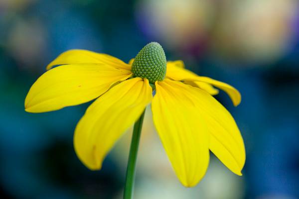 Hovedbilde Glanssolhatt 'Herbstsonne'- Rudbecia nitida