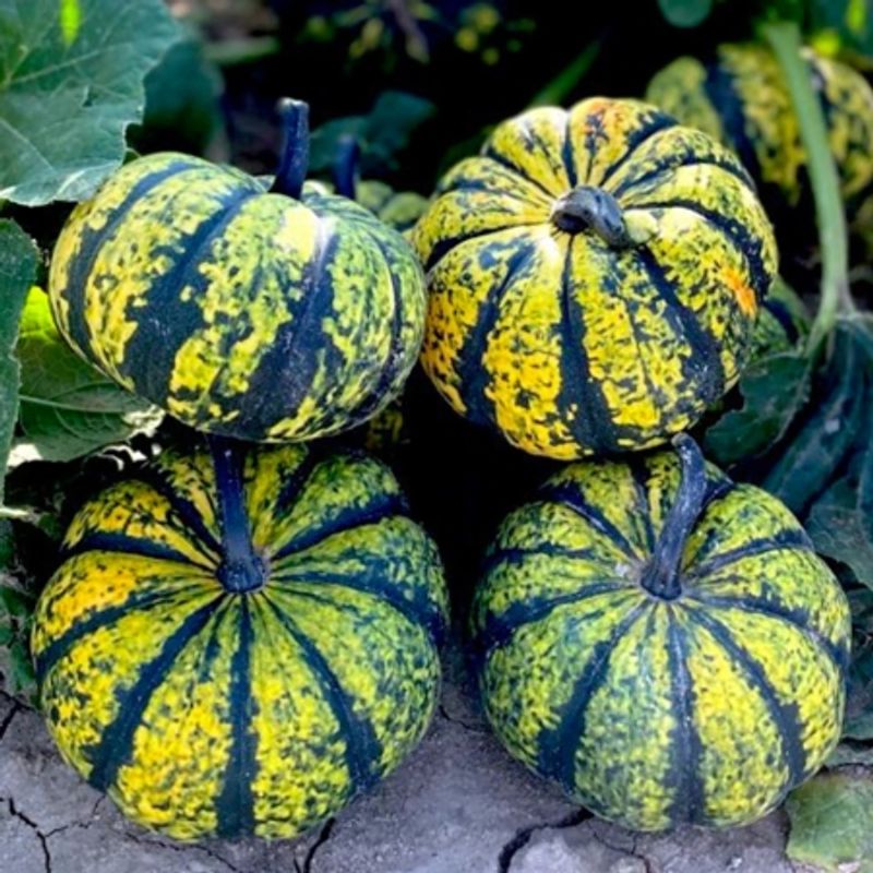 Gresskar 'Phantomita' F1 - Cucurbita