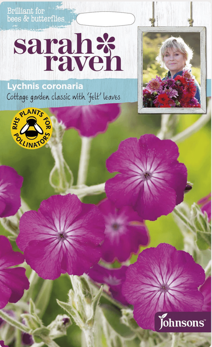 Fløyelstjæreblom - Lychnis coronaria