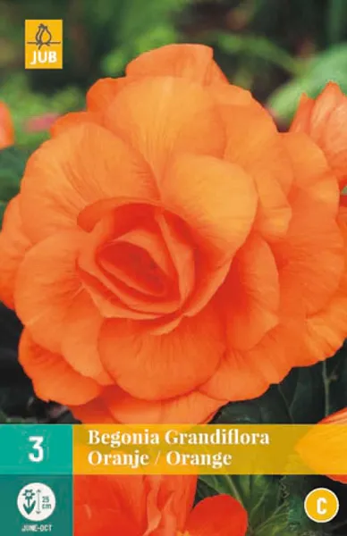 Hovedbilde Begonia 'Double Orange', 3 stk.
